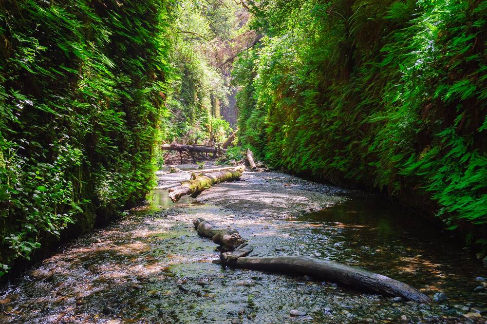 Fern Canyon